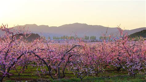 平谷哪裏看桃花?看花亦要看人